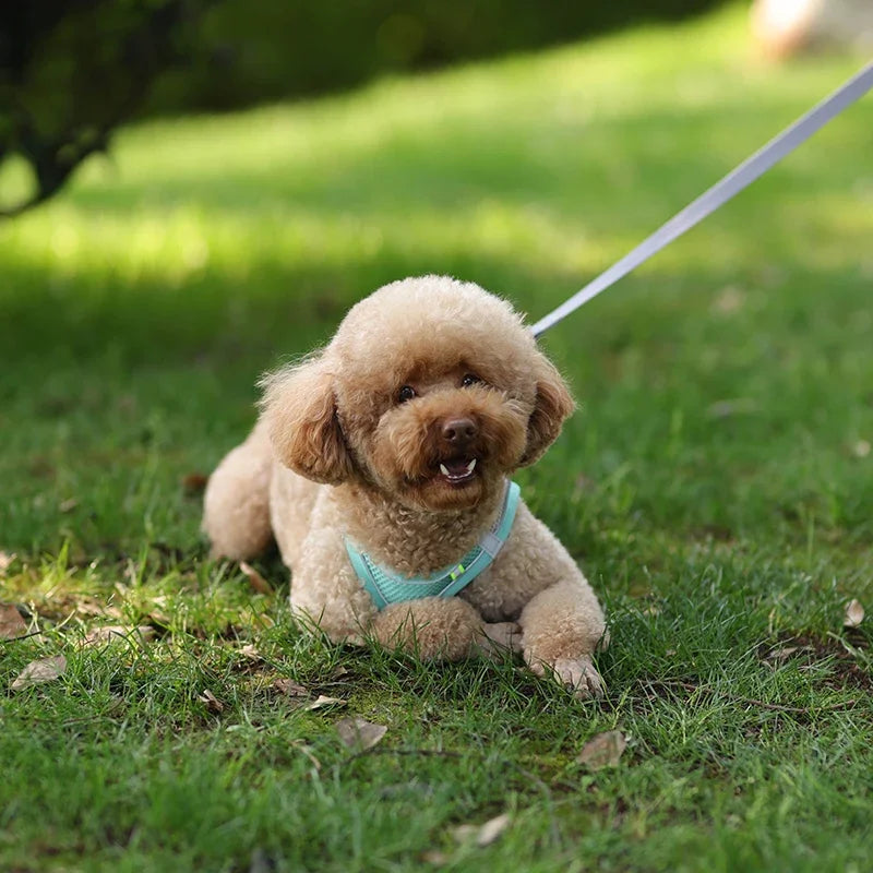 Puppy Harness Set Dog Accessories Adjustable Puppy and Cat Harness Vest French Bulldog Chihuahua Small Dog Collar Pet Leash Dogs