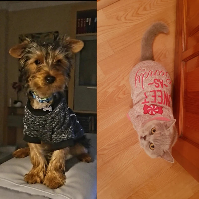 Winter Chihuahua Hoodie - Small Dog Warm Clothing – photo 5