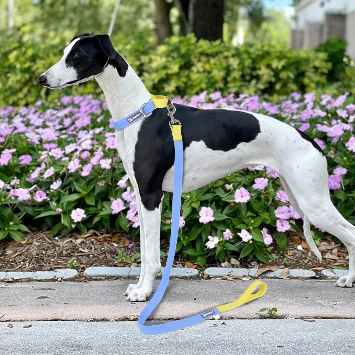 Adjustable Dog Collar & Leash Set - Coated Training Lead, M/L - photo 5
