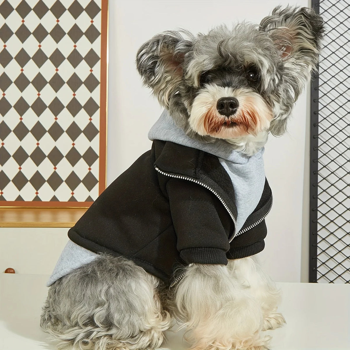 Fashion Dog Hoodie Coat - Warm Winter Clothes for Small and Medium Dogs - photo 4