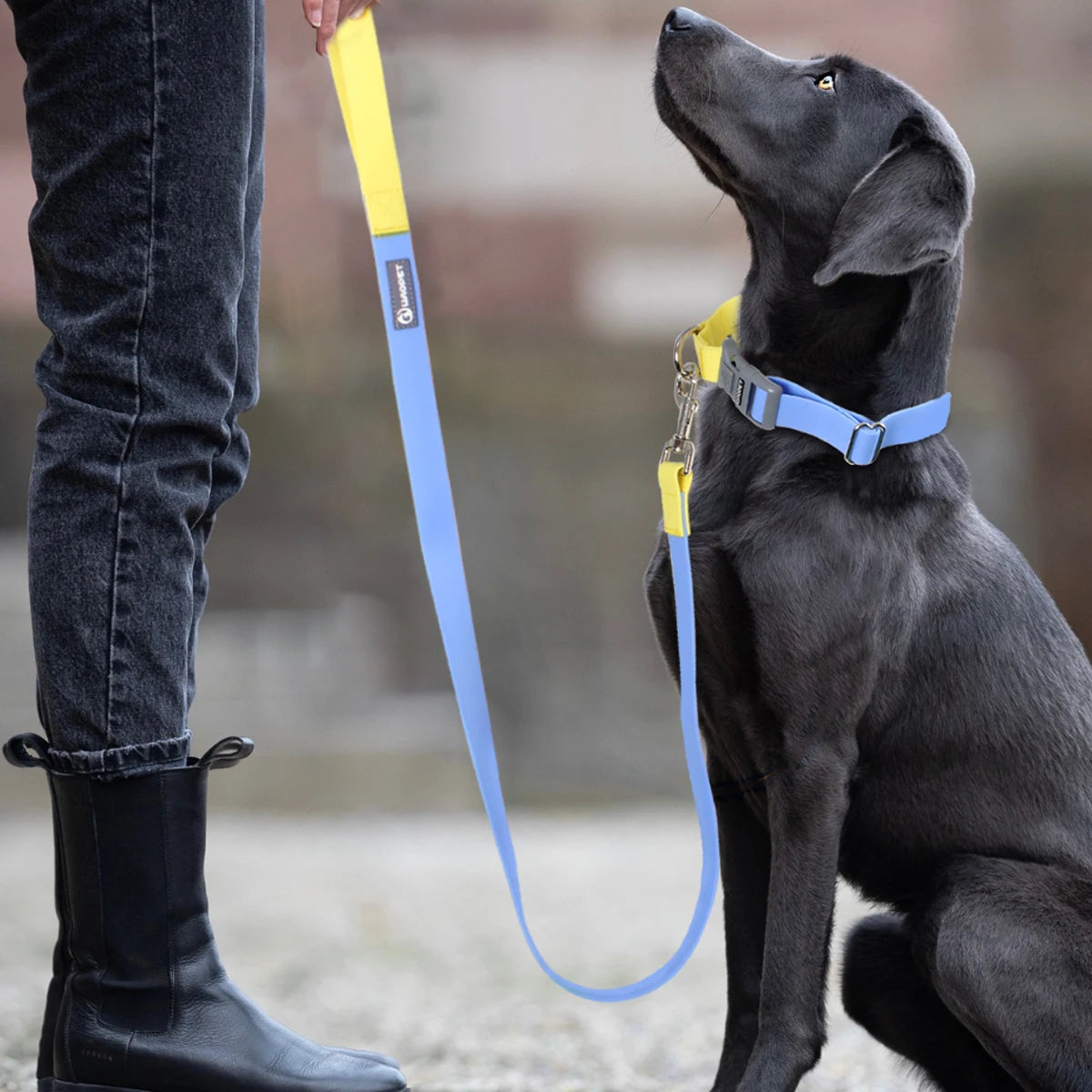 Adjustable Dog Collar & Leash Set - Coated Training Lead, M/L - photo 3