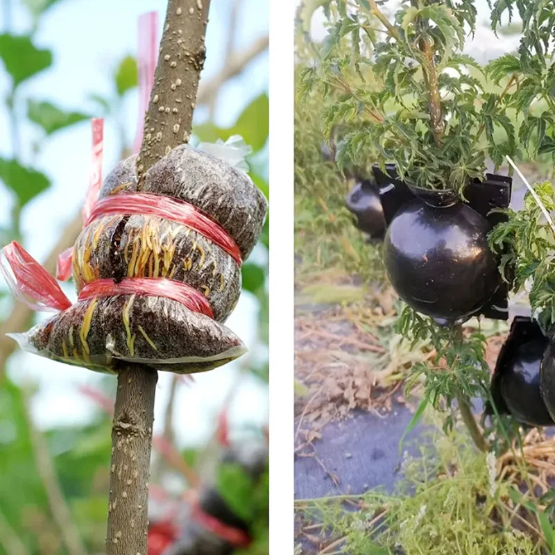 Garden Orchard Plants Grafting Rooting Box Reusable Cutting Garden Rooting Clone Propagation Ball Breeding Equipment for Sapling