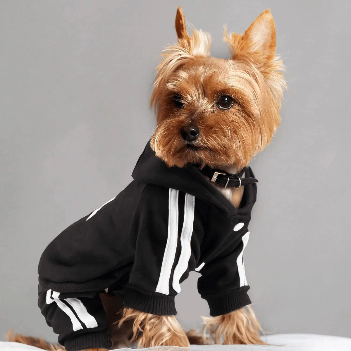 Classic Four-Leg Dog Hoodie - Puppy Sweater – photo 3