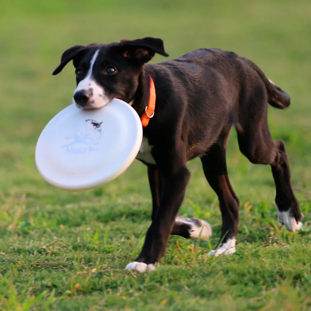 Dog Training Disc - Lightweight Easy-Catch Frisbee – photo 3