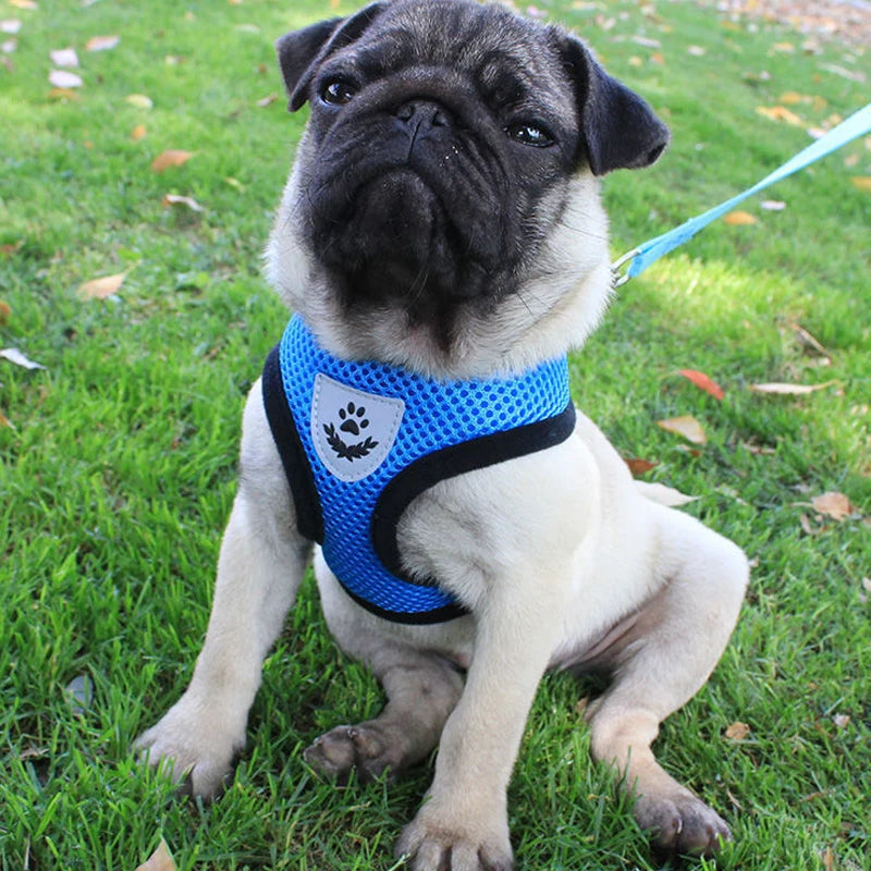 Adjustable Mesh Harness and Leash for Small Dogs and Cats, Reflective