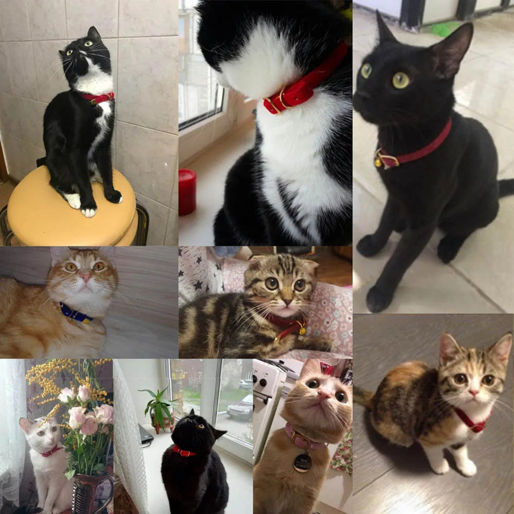 Solid Colour Cat Collar with Bell - Adjustable Safety Collar – photo 4