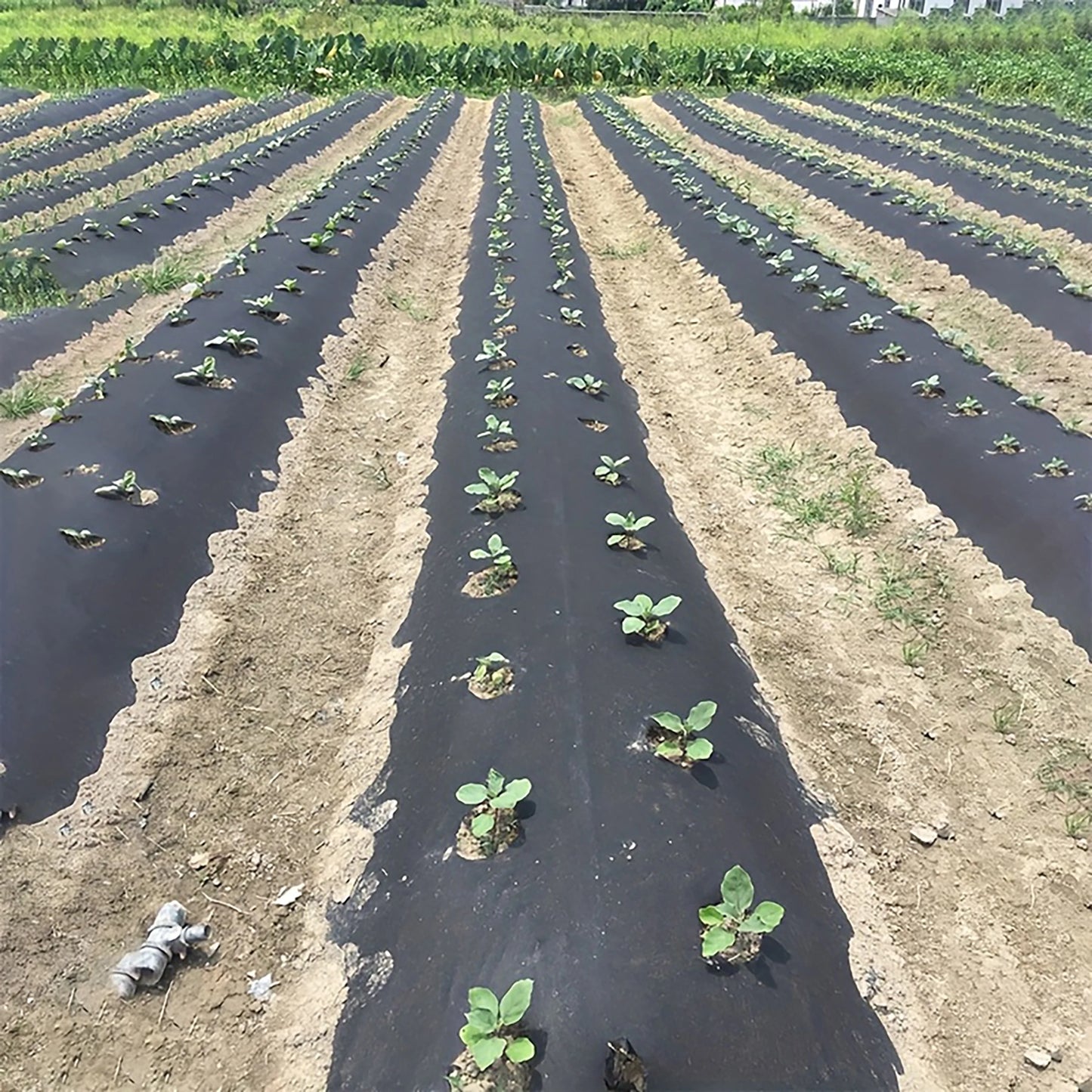 Durable perforated weed barrier fabric - a non-woven fabric used for vegetable cultivation in farms and gardens to prevent weeds