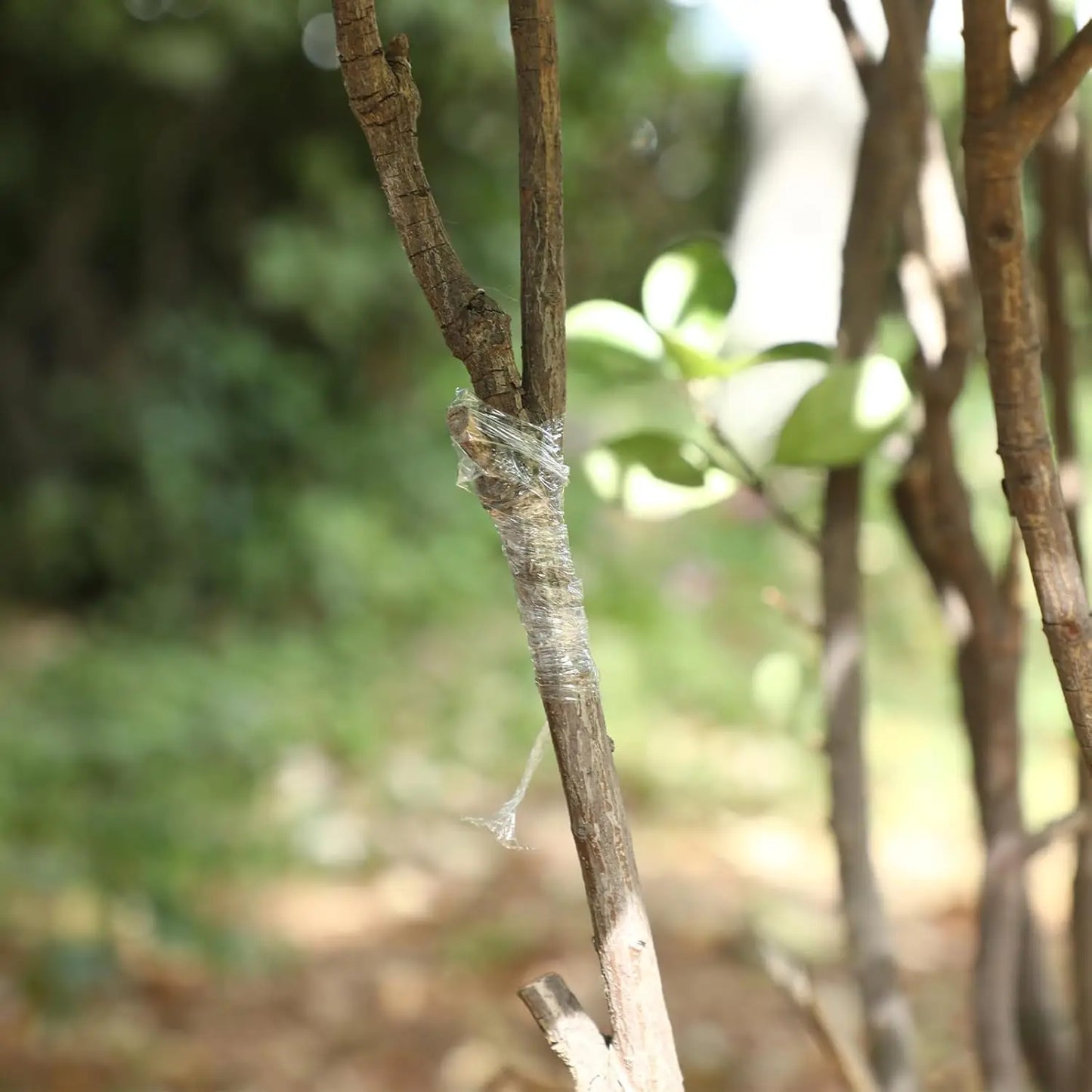 200m Biodegradable Grafting Tape – Eco-Friendly Stretch Graft Binding Film for Plants & Trees