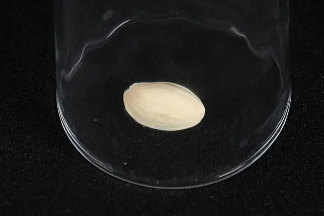 Comedy Pistachio Nuts Through Glass Cup Magic Tricks Penetration Magia Magician Close Up Illusions Gimmick Props Mentalism Toy