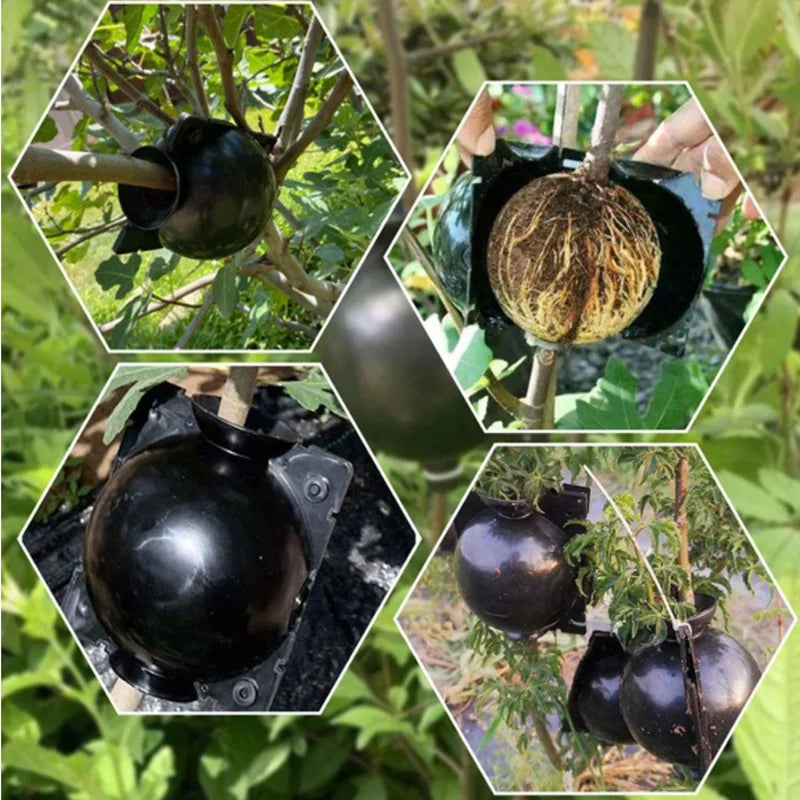 Garden Orchard Plants Grafting Rooting Box Reusable Cutting Garden Rooting Clone Propagation Ball Breeding Equipment for Sapling