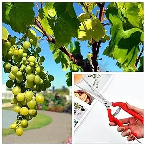 Straight-Head Pruning Shears — Stainless Steel Bonsai Garden Scissors