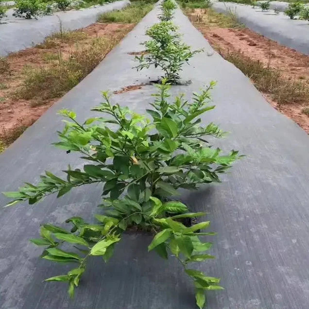 Woven weed control fabric, Weed barrier fabric, Heavy-duty, Anti slip outdoor mat, Plant protective cover, Weed control and pest