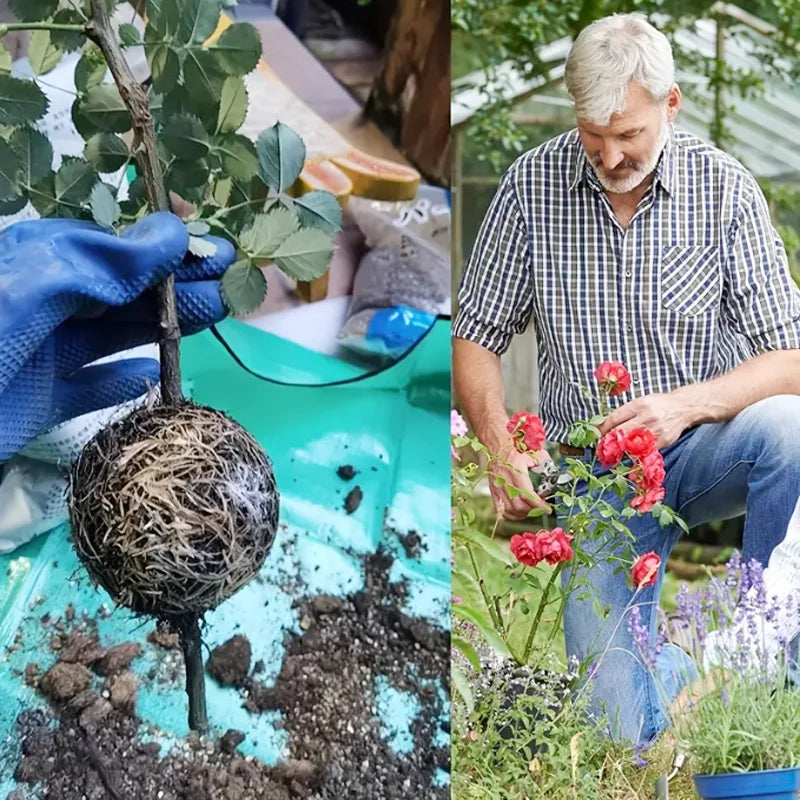 Garden Orchard Plants Grafting Rooting Box Reusable Cutting Garden Rooting Clone Propagation Ball Breeding Equipment for Sapling