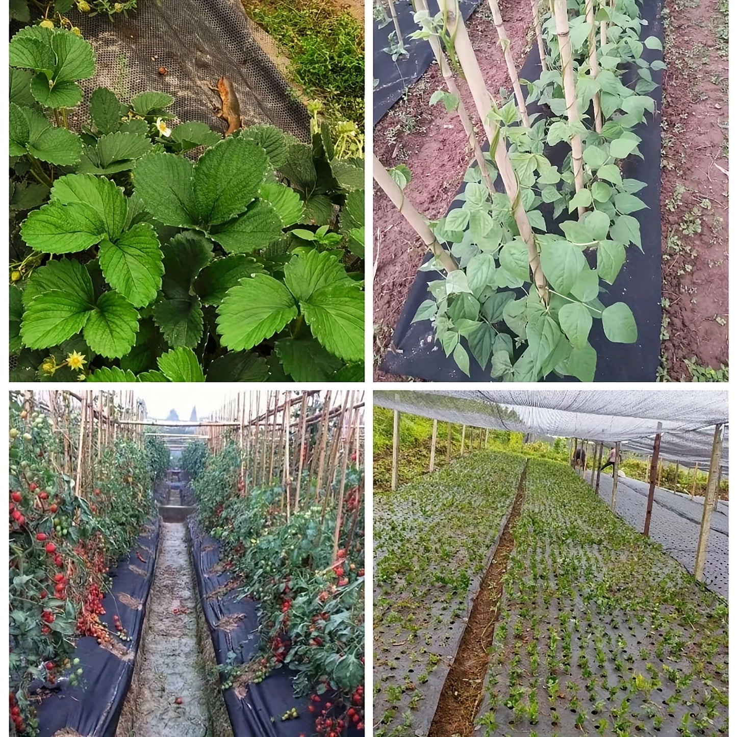 Durable perforated weed barrier fabric - a non-woven fabric used for vegetable cultivation in farms and gardens to prevent weeds