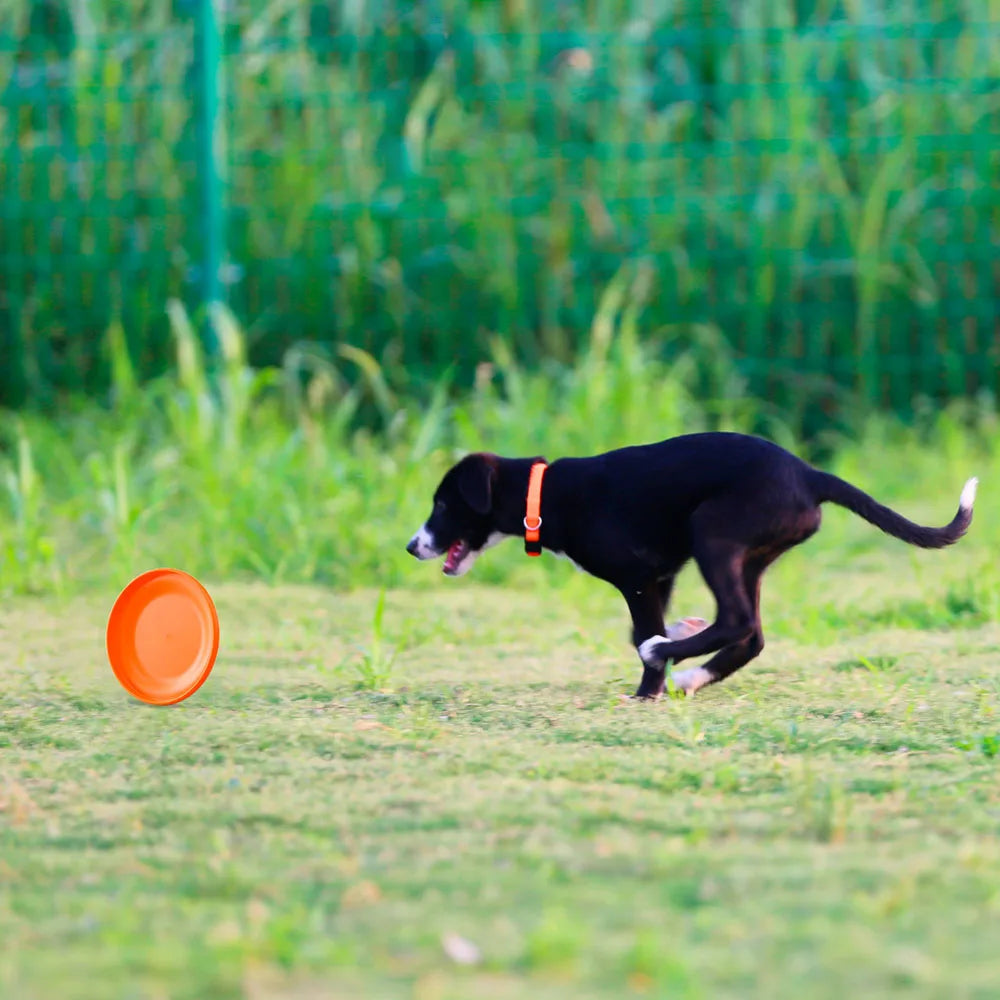 Dog Training Disc - Lightweight Easy-Catch Frisbee – photo 5