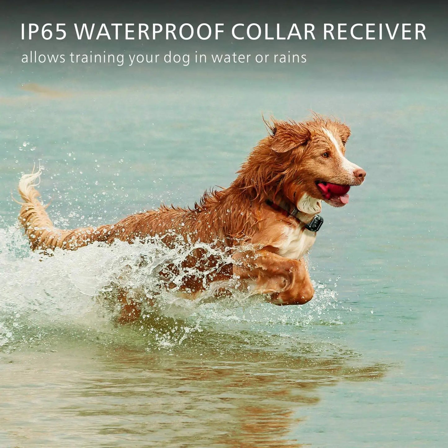 Electric Waterproof Dog Training Collar – Rechargeable Remote Anti-Bark Device | For 1, 2 or 3 Dogs